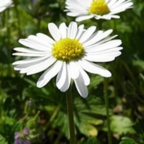 tavuco