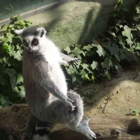 Kako izljeciti kandidu bez ljekova
