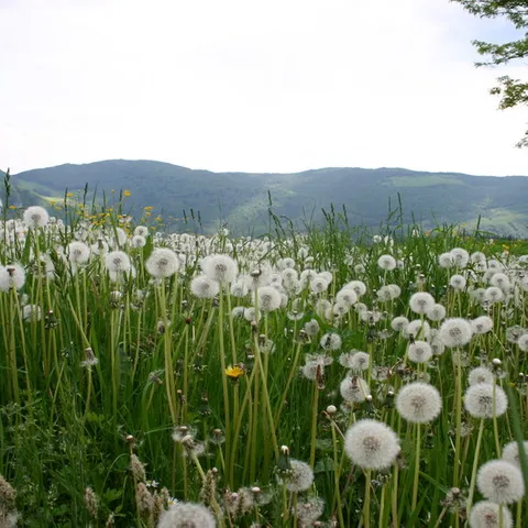 Livada maslačak-Autorska slika