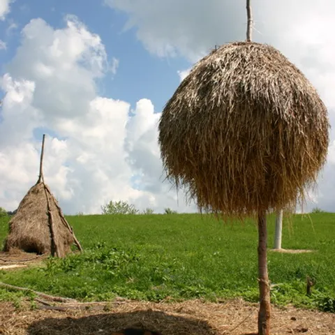 Hlad je koristan /Autorska slika