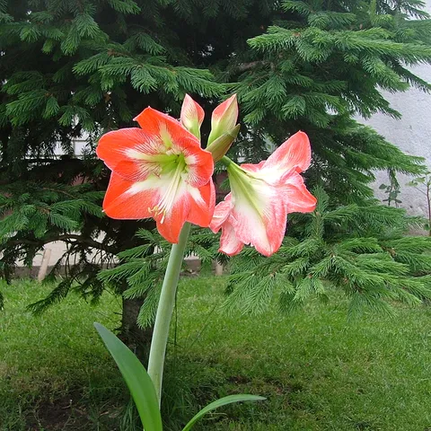 Cvet.autor -Jovan-sećanje