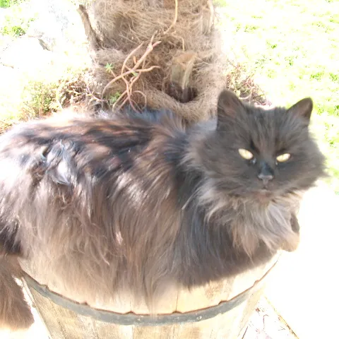 Kokolina ljenčari na podnevnom suncu pod palmom