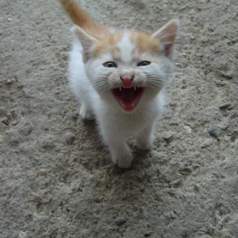 Pokazuje zube :-)))))