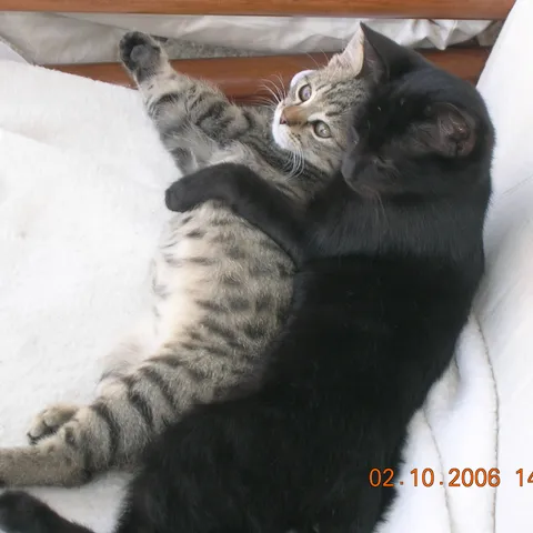 kikica i miki