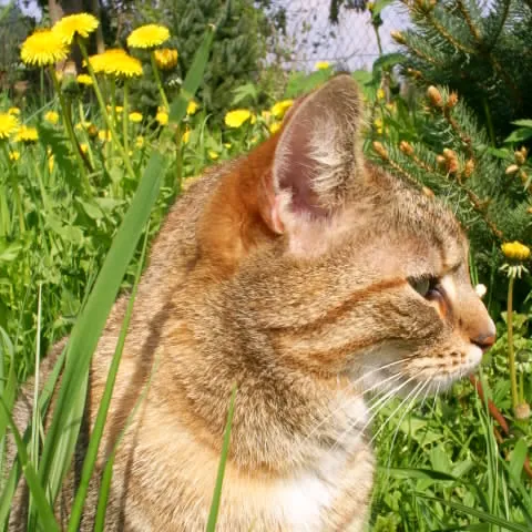 Iva