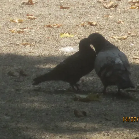 Romantika :)
