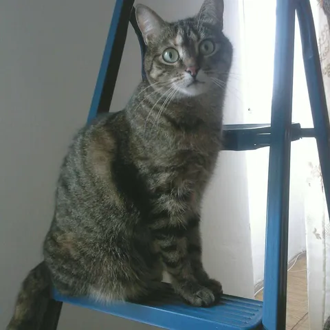 freya1