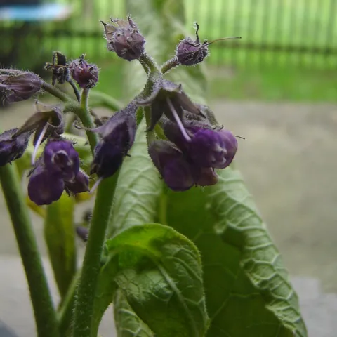 Crni korijen –gavez