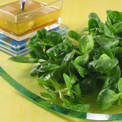 Matovilac salata