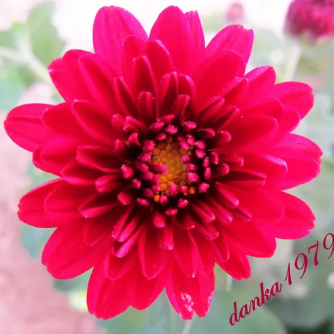 danka1979