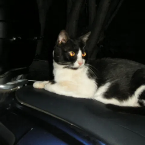 Micko