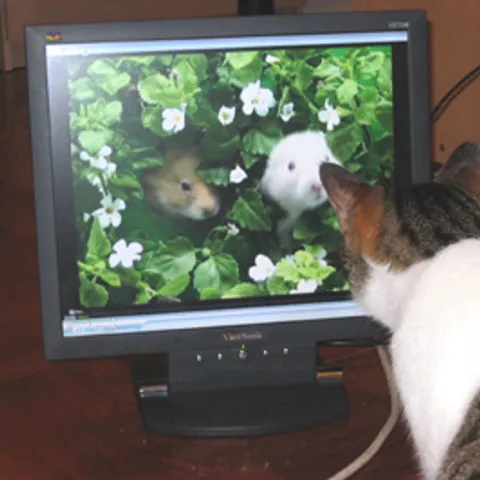 Stefie gleda Cat Sitter video