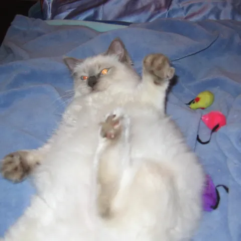 Sophie se igra s misevima