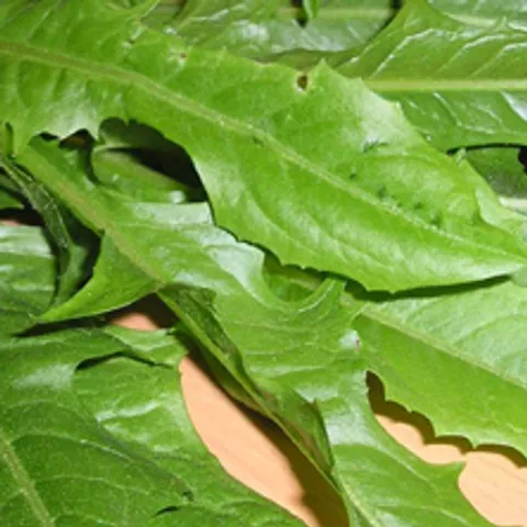 Cikorija