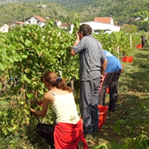 Berba grožđa ili priča o zajedništvu