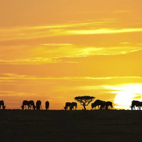 Centralna i južna Afrika