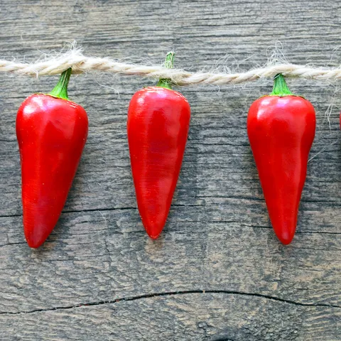 Slatka paprika