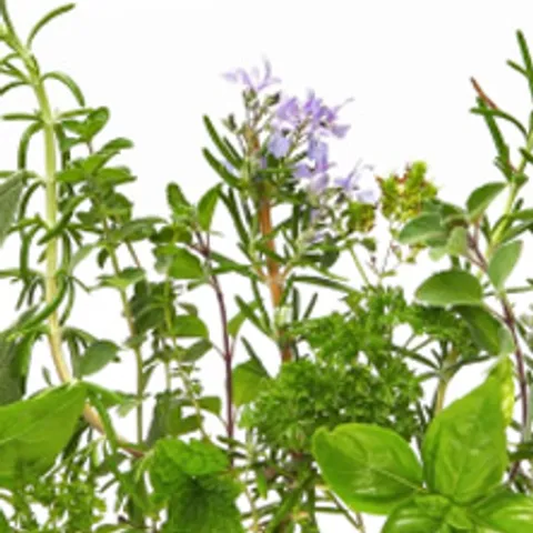 Mirisno bilje Mediterana