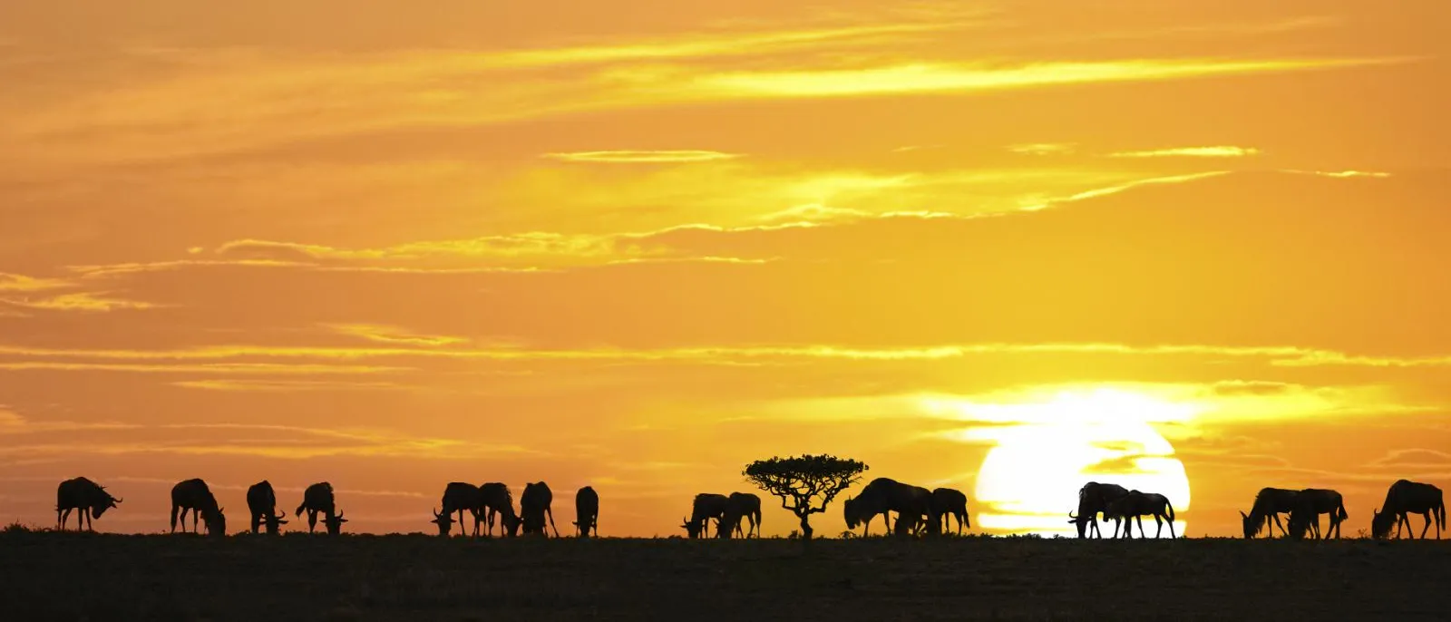 Centralna i južna Afrika