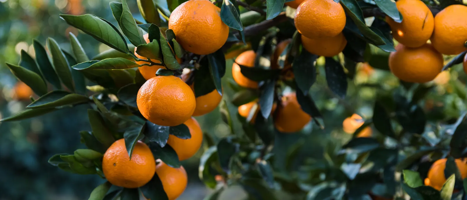 Berba mandarina