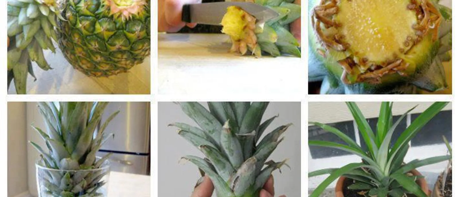 Ananas